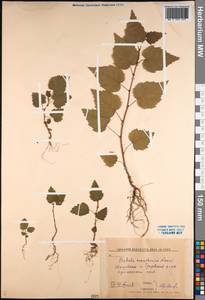 Betula pendula subsp. mandshurica (Regel) Ashburner & McAll., Сибирь, Дальний Восток (S6) (Россия)