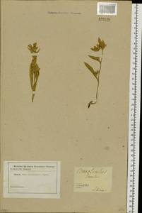 Вьюнок узколистный L., Сибирь и Дальний Восток (без точных местонахождений) (S0) (Россия)