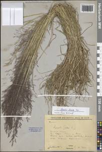 Полевица булововидная Trin., Сибирь, Прибайкалье и Забайкалье (S4) (Россия)