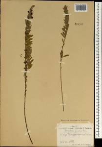 Леспедеца ситниковая (L.f.) Pers., Монголия (MONG) (Монголия)