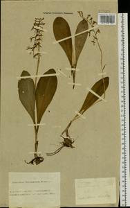 Любка двулистная, Ночная фиалка (L.) Rich., Сибирь, Алтай и Саяны (S2) (Россия)