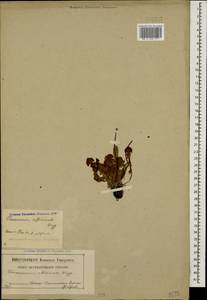 Одуванчик лекарственный Weber ex F. H. Wigg., Кавказ, Северная Осетия, Ингушетия и Чечня (K1c) (Россия)