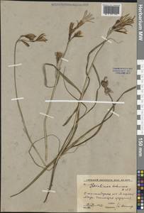 Иксиолирион татарский (Pall.) Schult. & Schult.f., Средняя Азия и Казахстан, Сырдарьинские пустыни и Кызылкумы (M7) (Узбекистан)