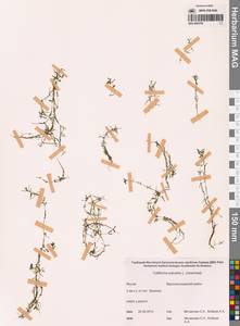 Болотник обыкновенный L., Сибирь, Якутия (S5) (Россия)