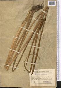 Аир обыкновенный L., Средняя Азия и Казахстан, Северный и Центральный Казахстан (M10) (Казахстан)