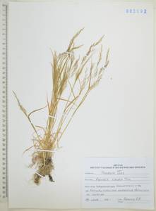 Полевица булововидная Trin., Сибирь, Дальний Восток (S6) (Россия)