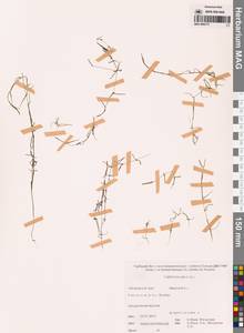 Болотник обыкновенный L., Сибирь, Дальний Восток (S6) (Россия)