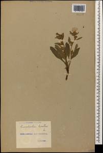 Вьюнок узколистный L., Кавказ, Грузия (K4) (Грузия)