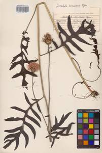 Klasea centauroides subsp. komarovii (Iljin) L.Martins, Сибирь, Дальний Восток (S6) (Россия)