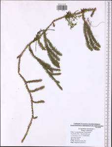 Spinulum annotinum subsp. annotinum, Восточная Европа, Центральный район (E4) (Россия)