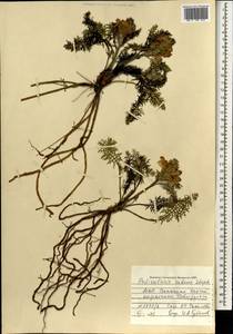 Мытник краснеющий Stephan ex Willd., Монголия (MONG) (Монголия)