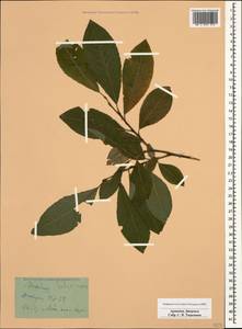 Ива козья L., Кавказ, Армения (K5) (Армения)