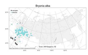 Bryonia alba, Переступень белый L., Атлас флоры России (FLORUS) (Россия)
