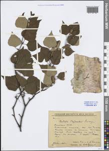 Betula pendula subsp. mandshurica (Regel) Ashburner & McAll., Сибирь, Якутия (S5) (Россия)
