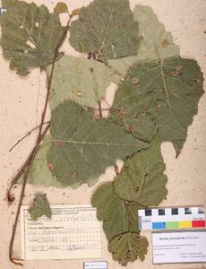 Betula pendula subsp. mandshurica (Regel) Ashburner & McAll., Сибирь, Алтай и Саяны (S2) (Россия)