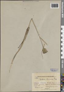 Рябчик Максимовича Freyn, Сибирь, Дальний Восток (S6) (Россия)