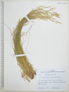 Полевица булововидная Trin., Сибирь, Дальний Восток (S6) (Россия)