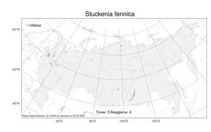 Stuckenia fennica, Штукения финская, Рдест финский (Hagstr.) Holub, Атлас флоры России (FLORUS) (Россия)