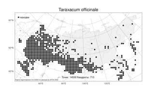 Taraxacum officinale, Одуванчик лекарственный Weber ex F. H. Wigg., Атлас флоры России (FLORUS) (Россия)
