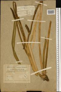 Аир обыкновенный L., Восточная Европа, Центральный лесостепной район (E6) (Россия)