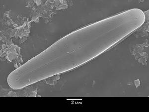 326-sem-25, Одинцовский район, Московская область (Россия)