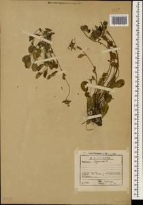 Колокольчик, Кавказ, Грузия (K4) (Грузия)
