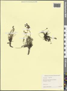 Остролодочник албанский Steven, Кавказ, Дагестан (K2) (Россия)