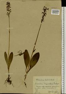 Любка двулистная, Ночная фиалка (L.) Rich., Сибирь, Алтай и Саяны (S2) (Россия)