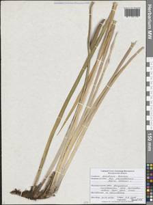 Аир обыкновенный L., Восточная Европа, Центральный лесостепной район (E6) (Россия)