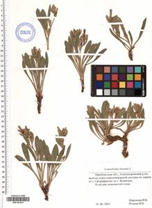 SMR001835, Вьюнок узколистный L., Восточная Европа, Восточный район (E10) (Россия)