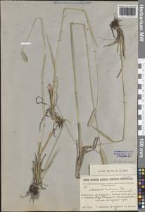 Лисохвост тростниковидный Poir., Сибирь, Прибайкалье и Забайкалье (S4) (Россия)