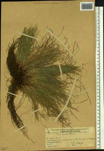 Carex callitrichos var. nana (H.Lév. & Vaniot) S.Yun Liang, L.K.Dai & Y.C.Tang, Сибирь, Дальний Восток (S6) (Россия)