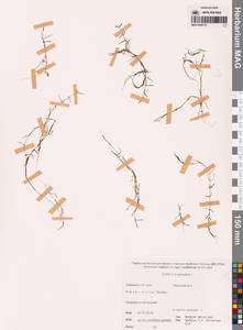 Болотник обыкновенный L., Сибирь, Дальний Восток (S6) (Россия)