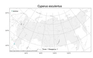 Cyperus esculentus, Сыть съедобная L., Атлас флоры России (FLORUS) (Россия)