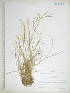 Манник тонкочешуйный Ohwi, Сибирь, Дальний Восток (S6) (Россия)
