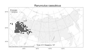 Ranunculus cassubicus, Лютик кашубский L., Атлас флоры России (FLORUS) (Россия)