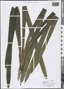 Ophiopogon, Зарубежная Азия (ASIA) (Вьетнам)