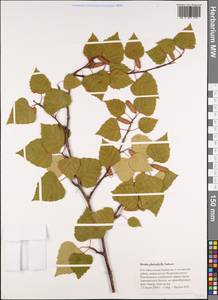 Betula pendula subsp. mandshurica (Regel) Ashburner & McAll., Сибирь, Чукотка и Камчатка (S7) (Россия)