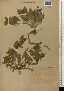 Вьюнок узколистный L., Кавказ, Дагестан (K2) (Россия)