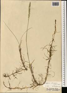 Волоснец китайская (Trin.) Tzvelev, Монголия (MONG) (Монголия)