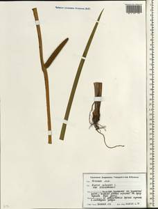 Аир обыкновенный L., Восточная Европа, Белоруссия (E3a) (Белоруссия)