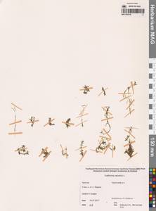 Болотник обыкновенный L., Сибирь, Чукотка и Камчатка (S7) (Россия)