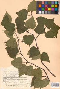 Betula pendula subsp. mandshurica (Regel) Ashburner & McAll., Сибирь, Чукотка и Камчатка (S7) (Россия)