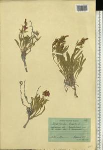 Вьюнок узколистный L., Восточная Европа, Северо-Украинский район (E11) (Украина)