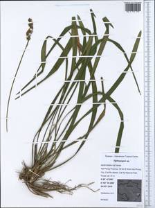 Ophiopogon, Зарубежная Азия (ASIA) (Вьетнам)