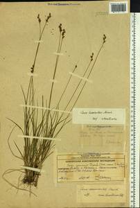 Осока немуровская Franch., Сибирь, Чукотка и Камчатка (S7) (Россия)