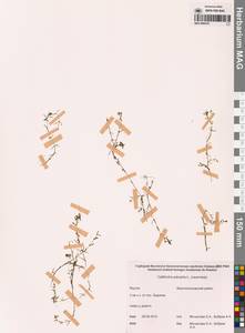 Болотник обыкновенный L., Сибирь, Якутия (S5) (Россия)