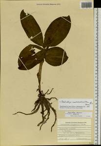 Galearis camtschatica (Cham.) X.H.Jin, Schuit. & W.T.Jin, Сибирь, Дальний Восток (S6) (Россия)