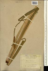 Аир обыкновенный L., Кавказ, Армения (K5) (Армения)