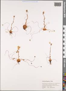 Камнеломка плетистая Sternb. & Willd., Сибирь, Якутия (S5) (Россия)